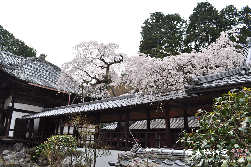 満開！横になって眺める十輪寺の業平桜。（京都）