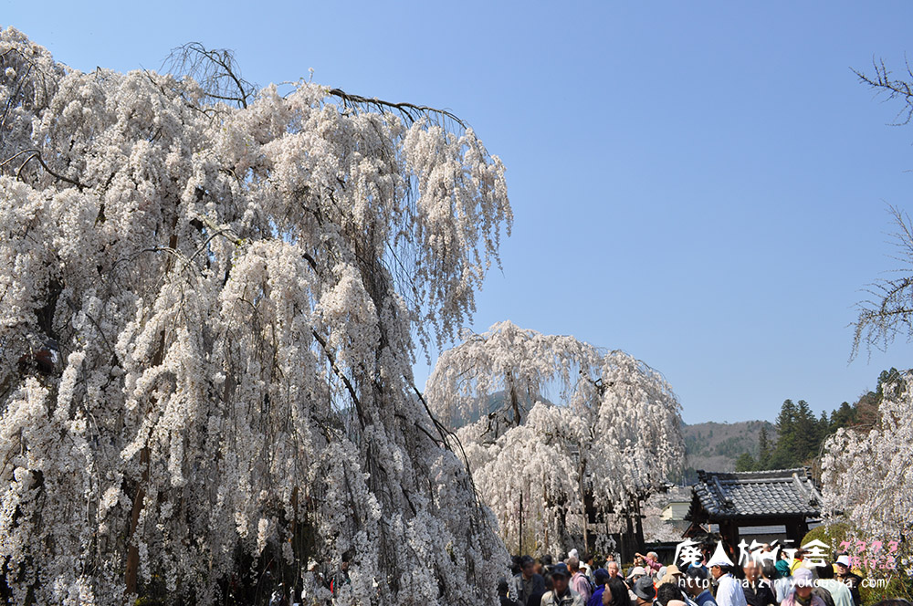 大野寺の枝垂桜と巨大な磨崖仏さん。（奈良）