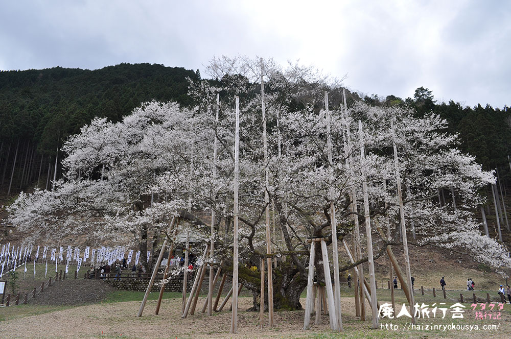 樽見鉄道に乗って日本三大桜「薄墨桜」を見に行く。（岐阜）